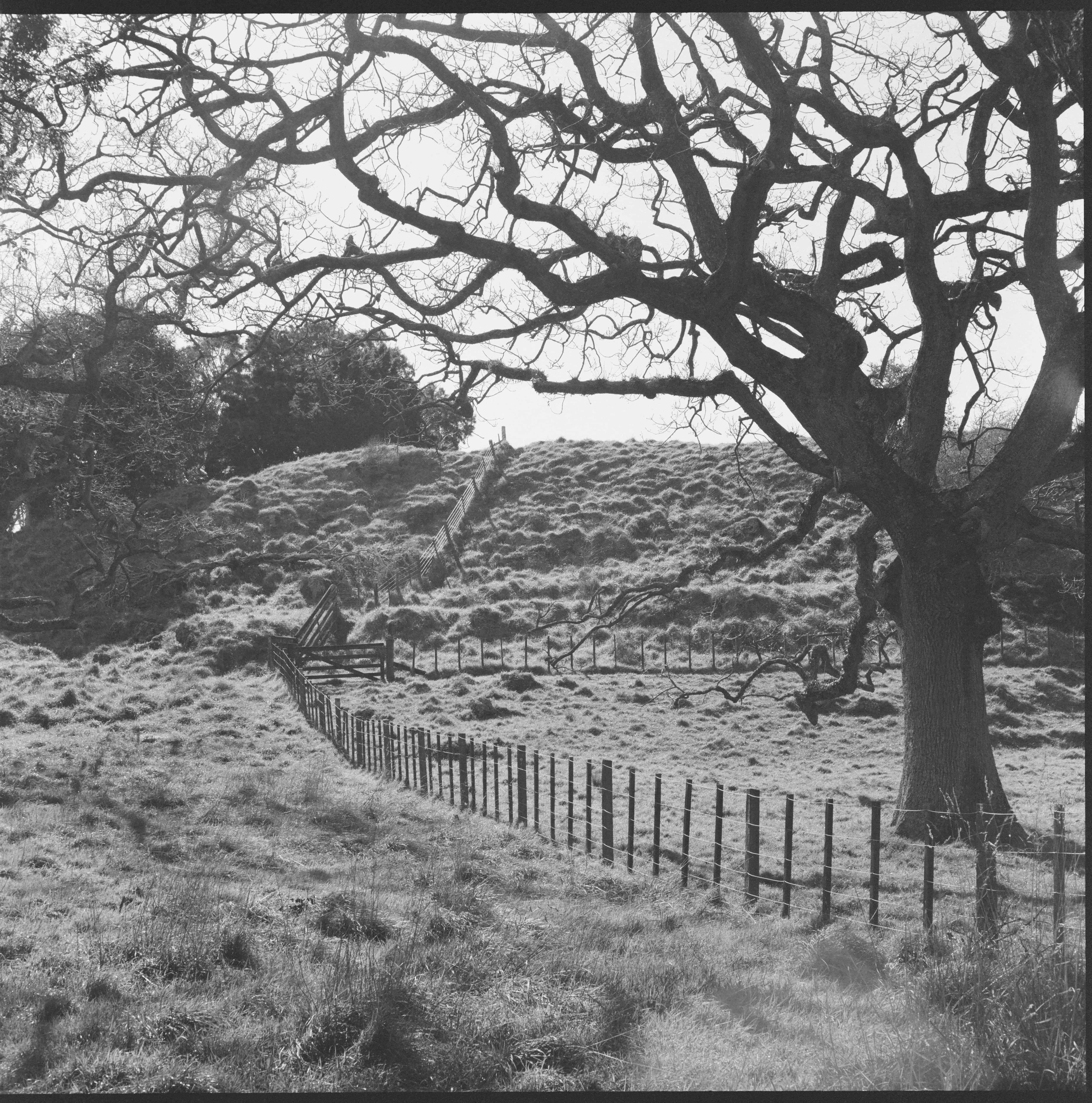 Connor Ward - Tāiepa Fenceline